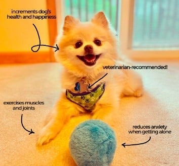 🔥Active Rolling Ball (4 Colors Included)