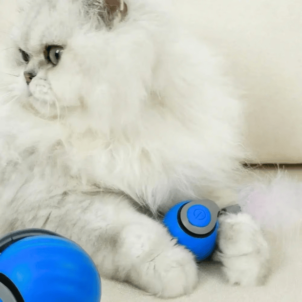 SPEEDY TAIL 2.0 (Buy 2 Get 1 Free)
