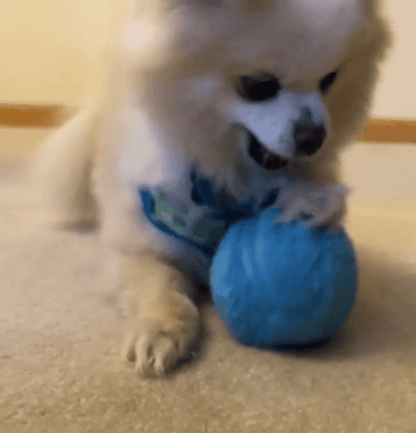 🔥Active Rolling Ball (4 Colors Included)